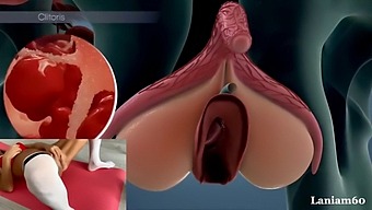 A Female Reaches Orgasm In Her Anatomy Biology